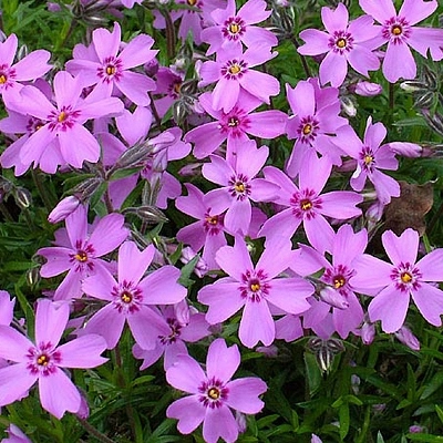 Флокс шиловидный 'Ронсдорфер Шёне'