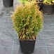 Туя западная 'Мики'