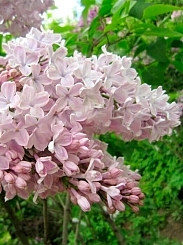 Сирень обыкновенная 'Тишина' (пепельно-розовая)