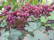 Виноград 'Прометей'