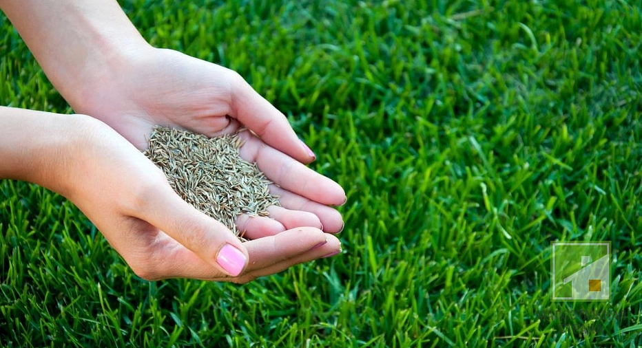 Газонная трава