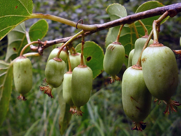 Актинидия Коломикта 'Медок'
