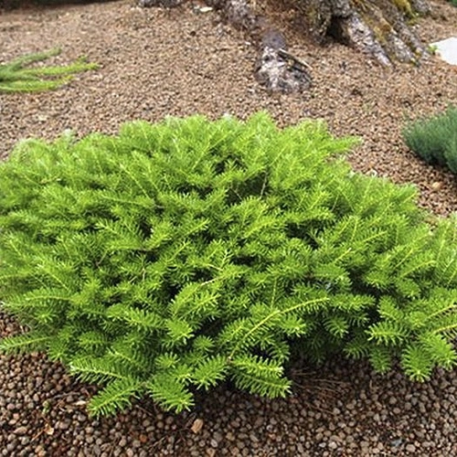 Пихта корейская 'Грин Карпет'