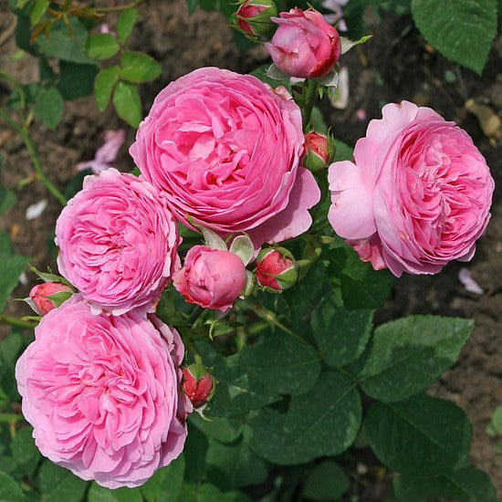 Роза 'Луис Одьер' (парковая) (розовая)