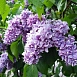 Сирень обыкновенная 'Максимович' (лилово - голубая)