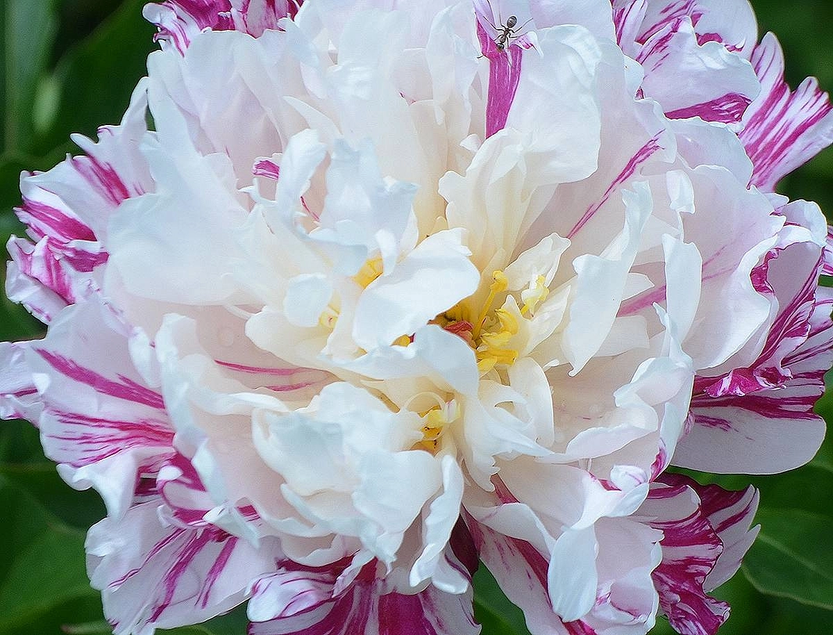 Пион молочноцветковый 'Кенди Страйп' ( бело-розовый)