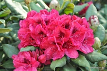 Рододендрон катевбинский (гибридный) 'Лорд Робертс' (малиново-красный)