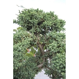 Можжевельник лежачий Нана бонсай