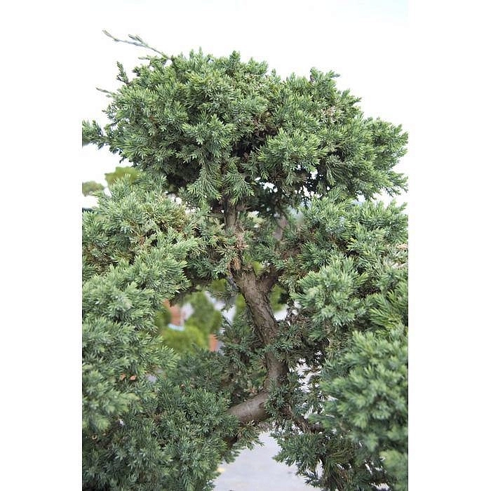 Можжевельник лежачий Нана бонсай