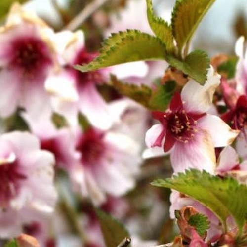 Вишня надрезаннолистная (сакура) 'Фэбруэри Пинк'