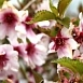 Вишня надрезаннолистная (сакура) 'Фэбруэри Пинк'