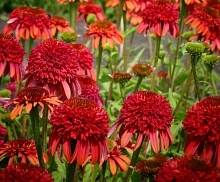 Эхинацея пурпурная 'Метеор Ред'