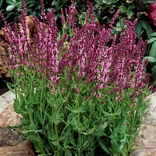 Сальвия дубравная (Шалфей) 'Роуз Куин'