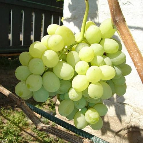 Виноград 'Лора' Виноград 'Лора'