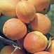 Абрикос 'Северный триумф'