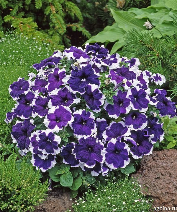 Петуния (сурфиния) гибридная 'Хулахуп Блю' (синяя с каймой)