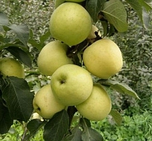 Яблоня колоновидная 'Чебурашка'