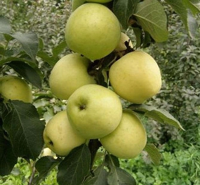 Яблоня колоновидная 'Чебурашка'