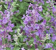 Котовник Фассена 