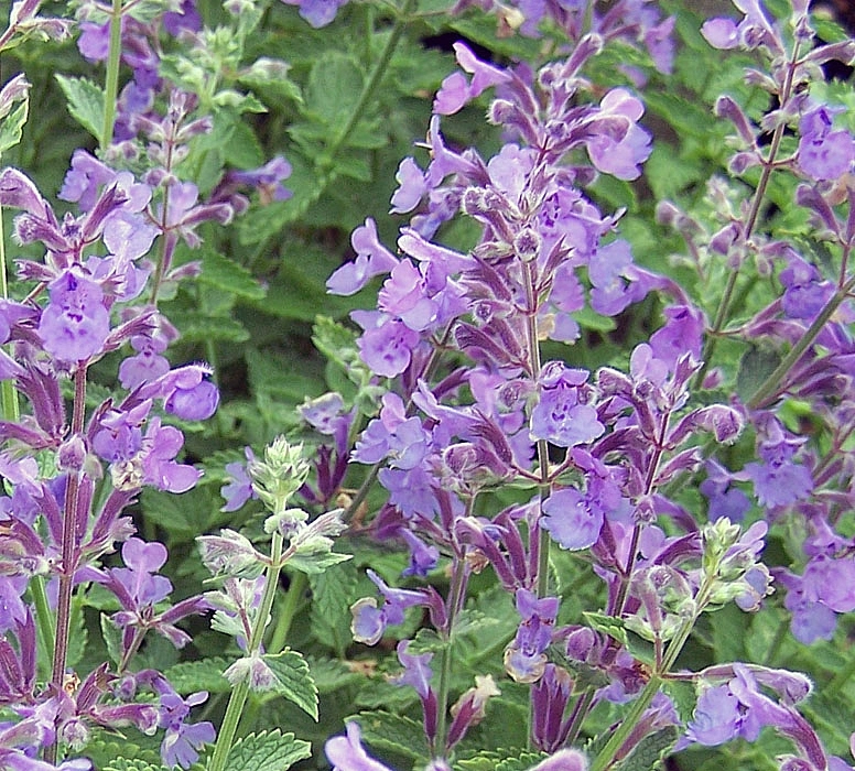 Котовник Фассена 