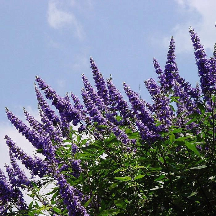 Буддлея Давида 'Блек Найт'