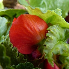 Бегония Клубневая Примари Оранж (Primary Orange)