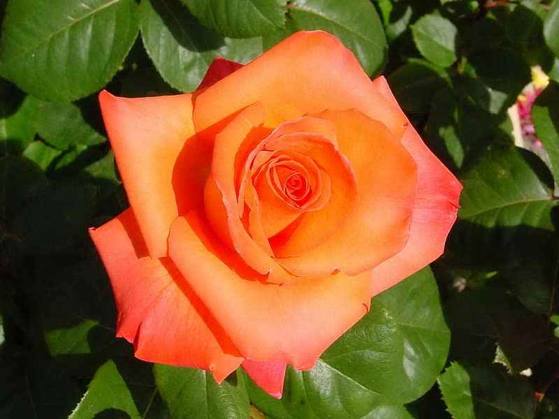 Роза 'Христофор Колумб' (чайно-гибридная) (коралово - оранжевая)