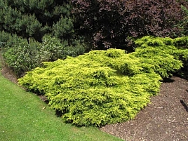 Можжевельник пфитцериана Голд Коаст (Gold Coast)