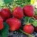 Земляника (клубника) 'Настенка'