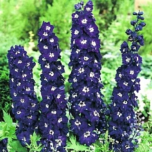 Дельфиниум (живокость) 'Пацифик Кинг Артур'