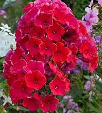 Флокс метельчатый 'Старфайер'