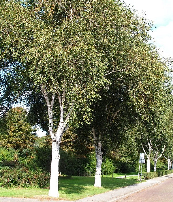 Береза полезная 'Доренбос' (Жакмона)