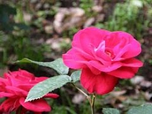 Роза 'Пусста' (флорибунда) (розовая)