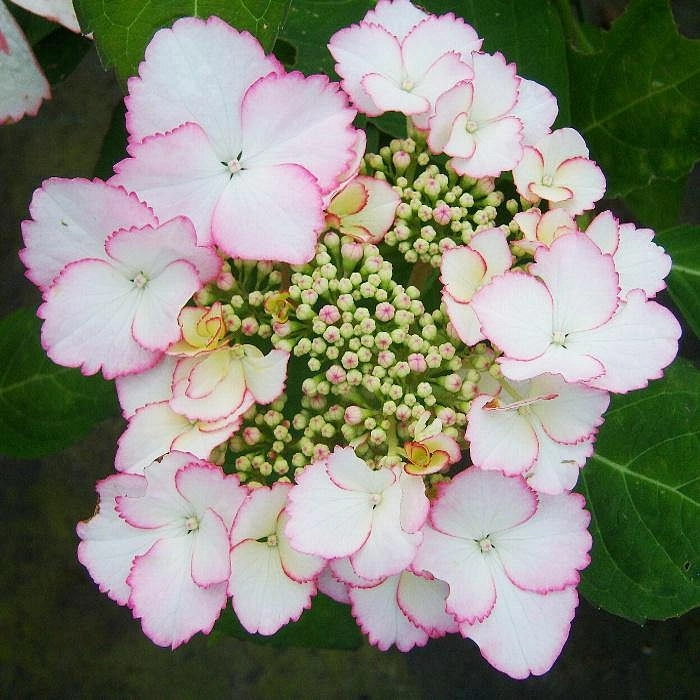 Гортензия крупнолистная 'Лов ю Кисс'