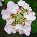 Гортензия крупнолистная 'Лов ю Кисс'