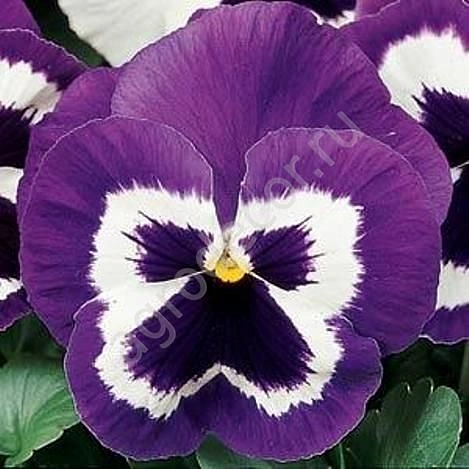 Виола Виттрока 'Инспайр Вайолет Фейс Плюс' (фиолетовая с белым глазком)