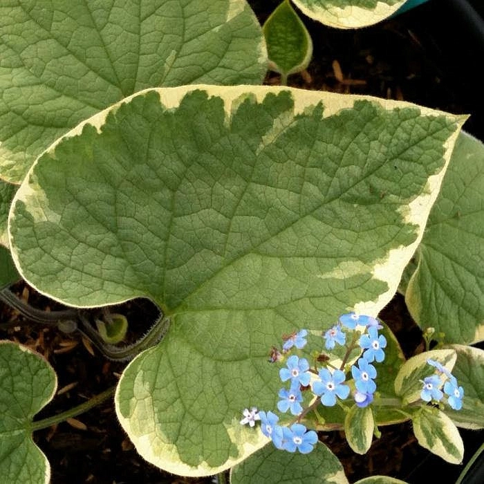 Бруннера крупнолистная 'Хадспен Крим'