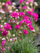 Армерия псевдоармерия 'Монин Стар' (розовая)