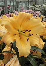 Лилия 'Шайн Он' (желто - оранжевая)