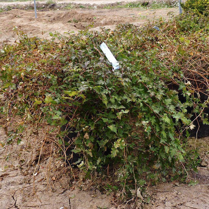 Стефанандра надрезанолистная 'Криспа'