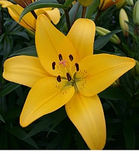 Лилия 'Йеллоу Даймонд' (желтая)