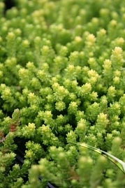 Очиток едкий 'Ауреум'