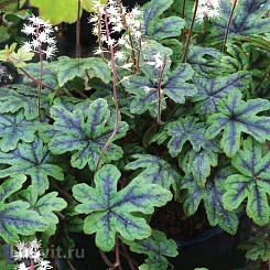 Тиарелла 'Хэппи Трейлс'