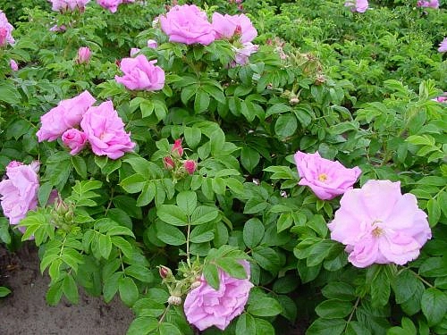 Роза ругоза 'Цверг' (розовая)