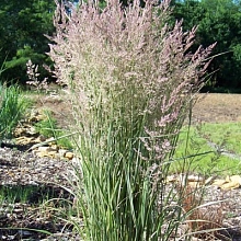 Вейник остроцветковый 'Овердам'