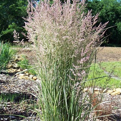 Вейник остроцветковый 'Овердам'