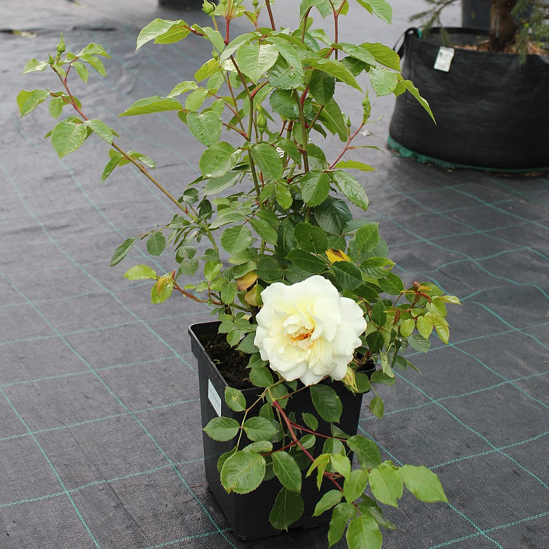 Роза 'Лемон Романтика' (флорибунда) (белая)