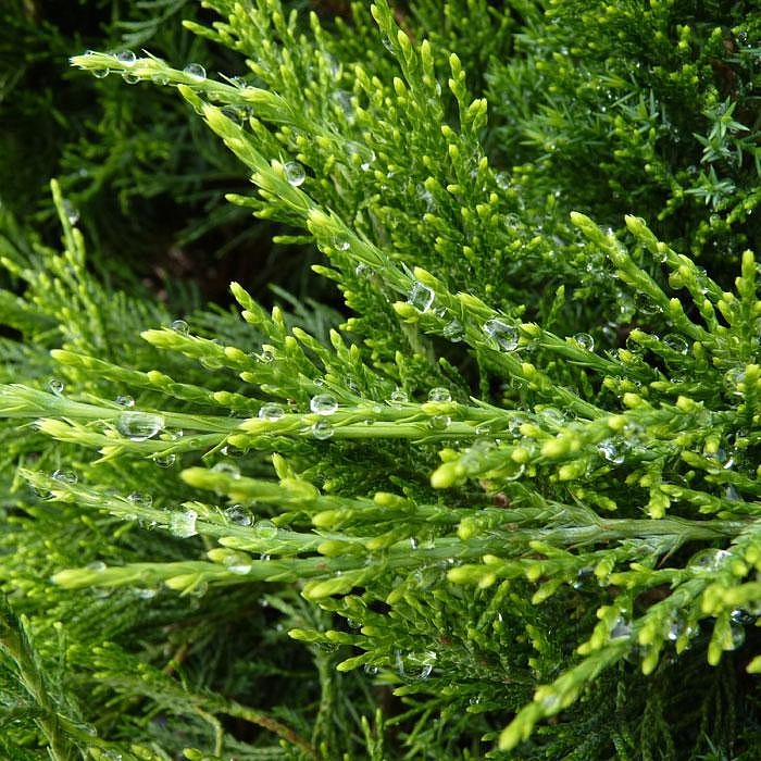 Можжевельник пфитцериана 'Минт Джулеп'