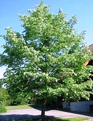 Липа войлочная