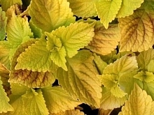 Колеус Блюма 'Визард Голден' (желтый)